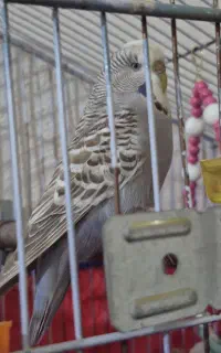 مرغ عشق انگلیسی ماده درشت