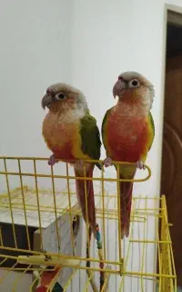 گرینچیک