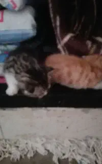 2 تا بچه گربه با مادرشون نصل پرشین