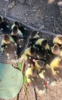 اردک ژاپنی ۱ روزه