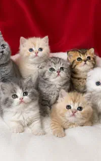 بچه گربه های دارای تاییده و ضمانت سلامت