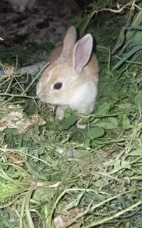 خرگوش وکفتر