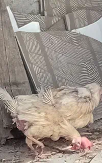 مرغ سفید تخمگزار