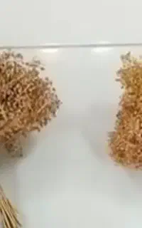 فروش گل عدسی