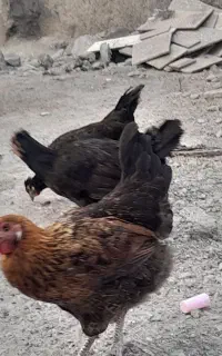 مرغ محلی وخروس لاری تازه خارتیزکرده