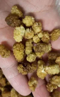 توت خشک خراسان