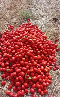 گوجه‌فرنگی با کیفیت