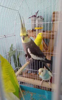 مرغ عشق ۲۵۰ عروس هلندی۸۰۰