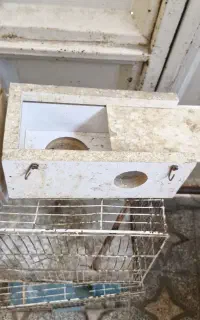 کلبه مرغ عشق