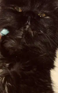 گربه پرشین بریتیش