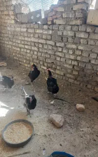 مرغ تخم گذار