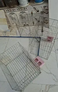 جفدونی کفتر