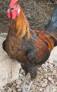 خروس محلی زیبا و زرنگ