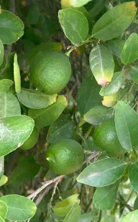 فروش لیمو محلی درجه یک