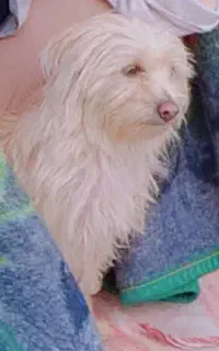 سگ گمشده