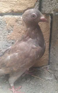 کبوتر