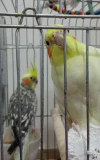 عروس هلندی مرواریدی نر