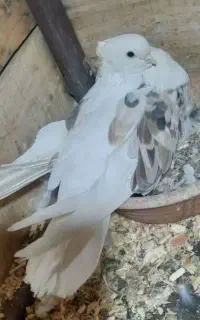 واگذاری کفتر