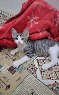 بچه گربه پسر