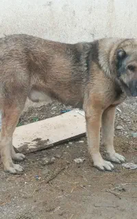 واگذاری سگ سرابی