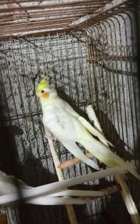 جوجه