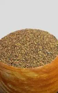 شبدر پاییزه