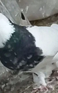 تعدادی کفتر