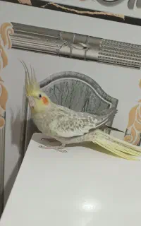 عروس هلندی ماده