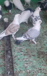 کبوتر ساتن سینه فر