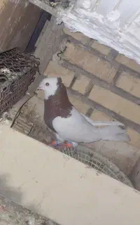 کبوتر