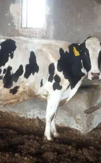 به یک کارگر تمام وقت جهت کا در دامداری