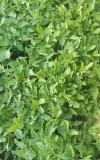 نشاع گوجه شتل گوجه