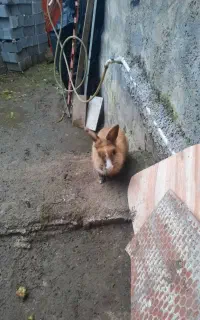 خرگوش معاوضه با خروس یا مرغ