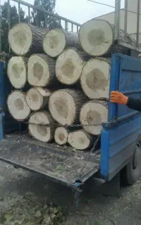 خریداردرخت قلمه سوید چنار میوه وچوب سقفی