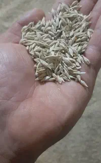 جوآبی