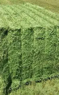 محصولات دامی گندم ،جو،سویاو