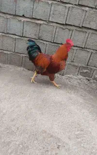 سه عدد خروس جوان، سالم و سرحال