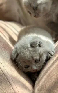 گربه اسکاتیش دبل فول  لیلاک