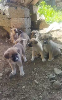 توله سگ