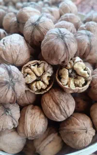 فروش گردو
