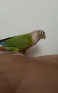 گمشده گرینچیک