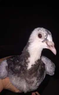 کبوتر