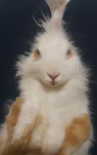 خرگوش بامزه