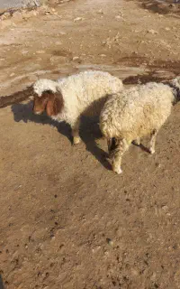 دوتا‌کاور‌ماده