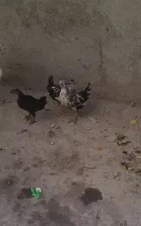 جوجه گلین