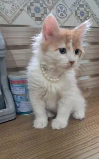 گربه پرشین فقط ۷ تومن