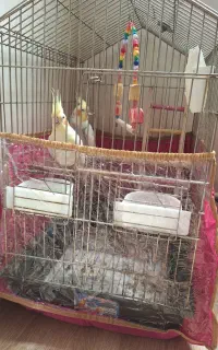 عروس هلندی جفت