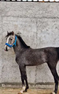 نریون شورش شریف