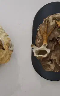 مجسمه مرغ  چسب خورده
