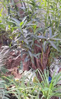فروش درختچه گلدار